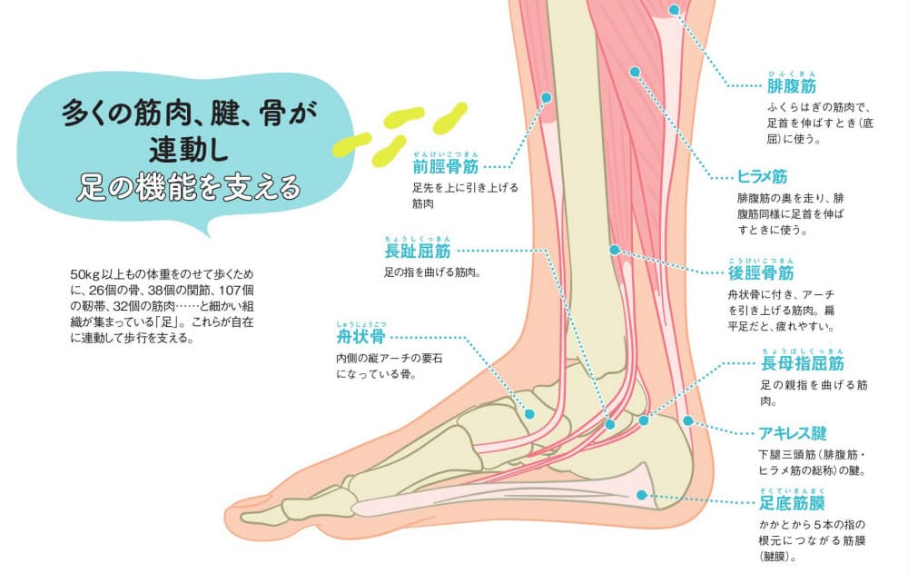 アキレス腱と足裏をケア アーチ を保ち歩ける足に Nikkei Style