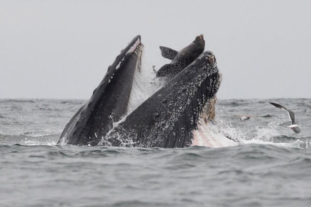 衝撃写真 クジラがアシカを 丸のみ その真相 ナショジオ Nikkei Style