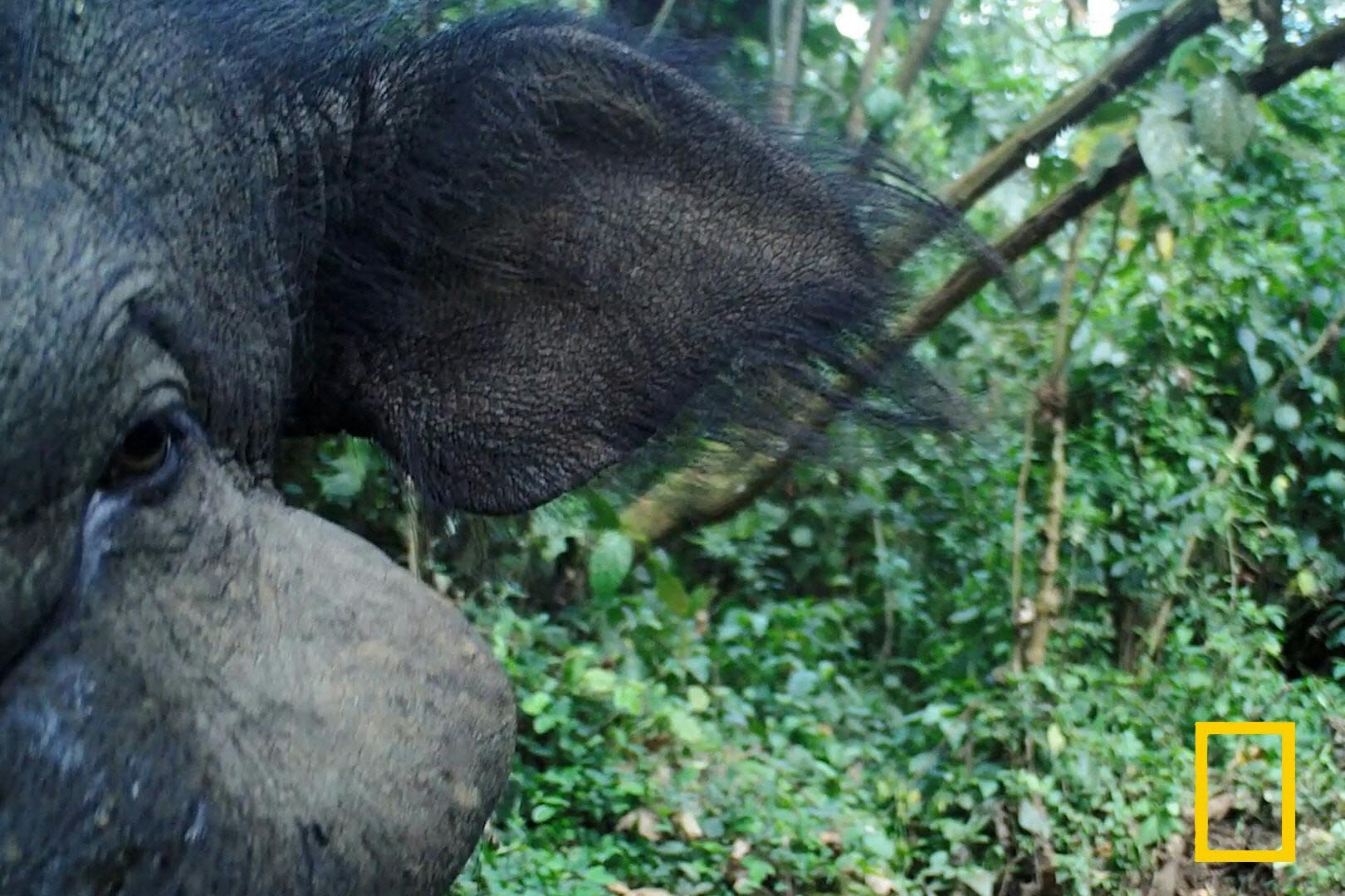 アフリカで急減 謎多き巨大イノシシの貴重映像 Nikkei Style アフリカで急減 謎多き巨大イノシシの貴重映像 Nikkei Style