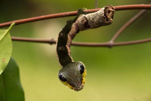 ワニ頭の昆虫 ヘビなのワニなの それパンダ 生物の似せる生存戦略 Nikkei Style