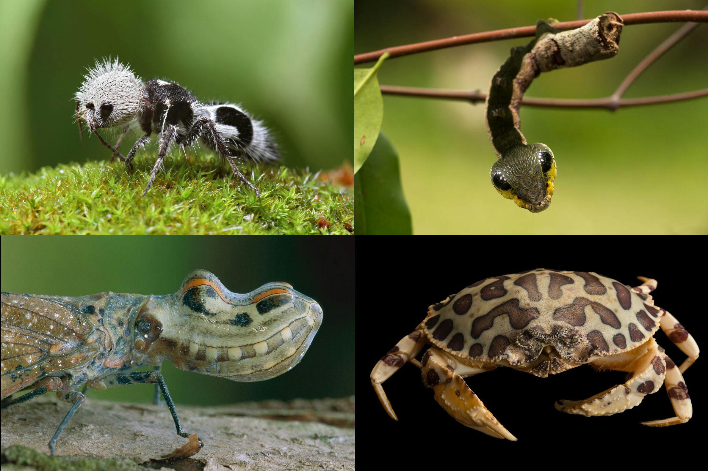 ワニ頭の昆虫 ヘビなのワニなの それパンダ 生物の似せる生存戦略 Nikkei Style ワニ頭の昆虫 ヘビなのワニなの それパンダ 生物の似せる生存戦略 Nikkei Style