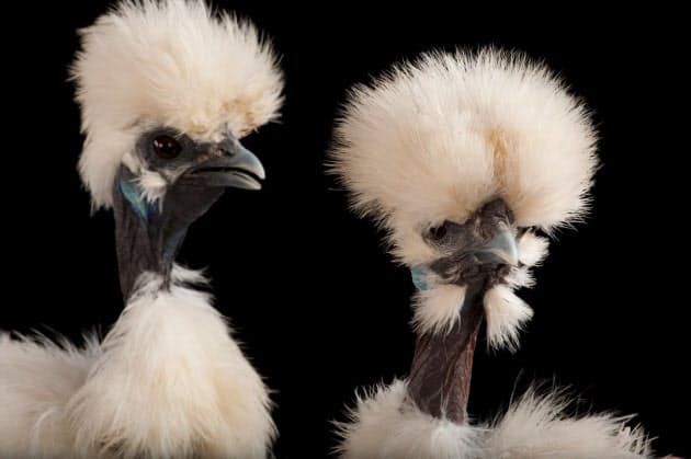 骨や肉まで真っ黒なニワトリ ここまで黒いのはなぜ Nikkei Style