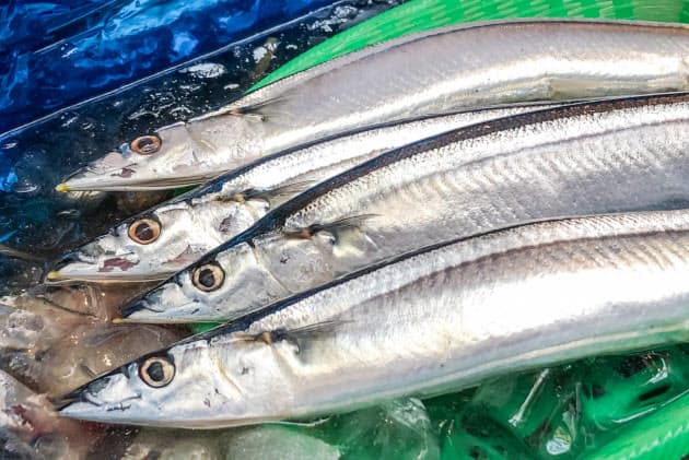 今や高級魚 サンマを塩でさらにおいしく食べる極意 Nikkei Style