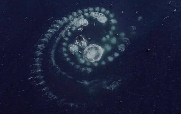 野生生物の経済的価値という考え方 クジラ1頭に2億円の経済効果 Imfの学者が試算 Nikkei Style 野生生物の経済的価値という考え方 クジラ1頭に2億円の経済効果 Imfの学者が試算 Nikkei Style