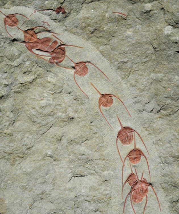 目のない三葉虫が縦列に 集団行動の起源は5億年前 ナショジオ Nikkei Style