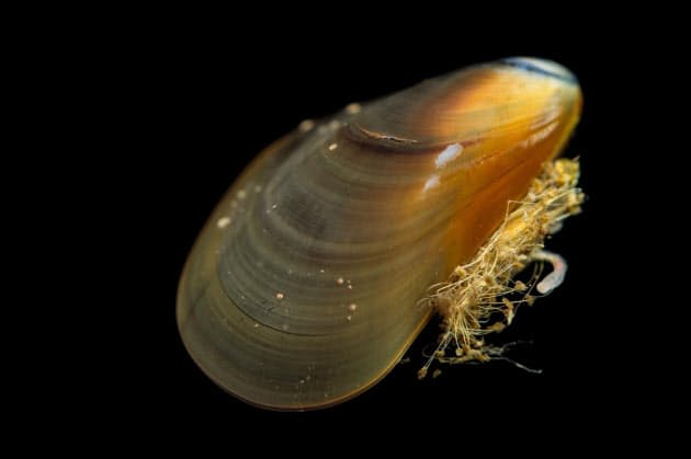 がん細胞が種を越え感染 ムール貝で発見 人に影響 ナショジオ Nikkei Style