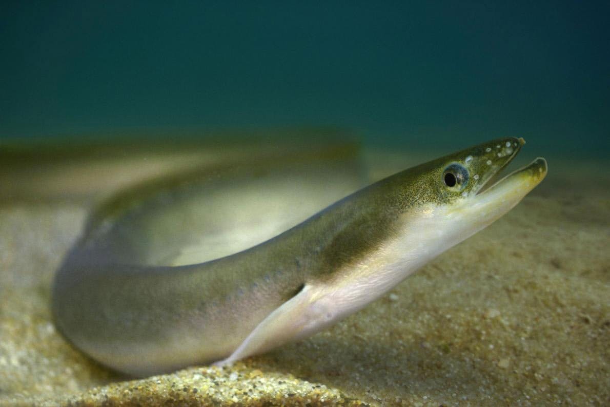 ウナギ ワカサギが殺虫剤で激減 宍道湖の調査 Nikkei Style ウナギ ワカサギが殺虫剤で激減 宍道湖の調査 Nikkei Style