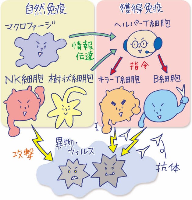 乳酸菌で腸活 免疫アップ インフル流行期こそ発酵食 Nikkei Style