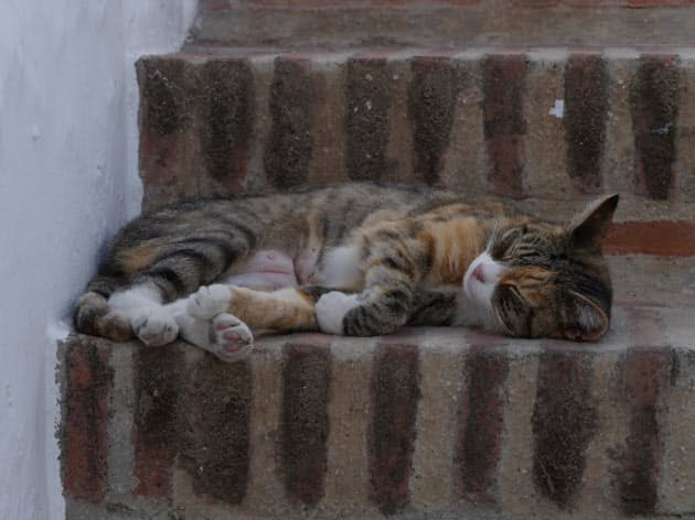 ふらり 世界猫旅 のすすめ 新たな風景 自分を発見 Woman Smart ふらり 世界猫旅 のすすめ 新たな風景 自分を発見 Woman Smart