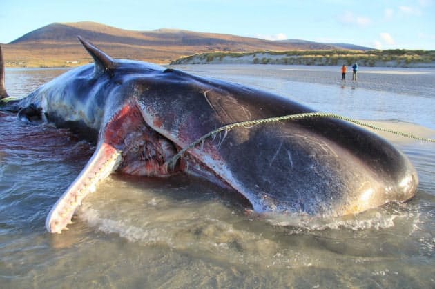 クジラの胃に100キロのごみ なぜプラスチック食べる ナショジオ Nikkei Style