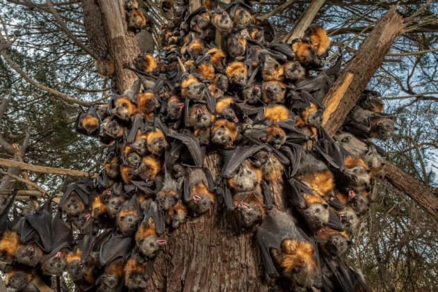 豪州熱波の悲劇 大量死するオオコウモリの親子たち Nikkei Style