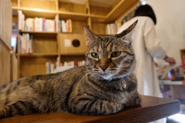 ネコが出版界の救世主 関連本ブーム 猫店員も活躍 Nikkei Style ネコが出版界の救世主 関連本ブーム 猫店員も活躍 Nikkei Style