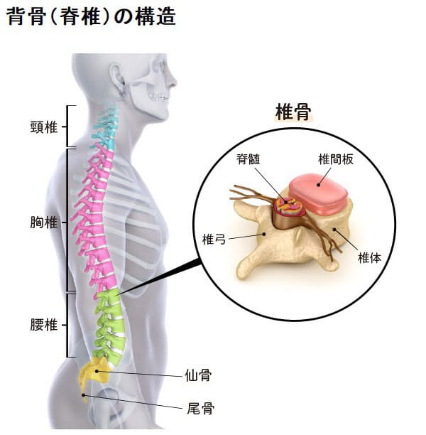 出 てる 尾てい骨 尾てい骨の場所はどこ？出てる原因は？痛い場合は治療が必要？