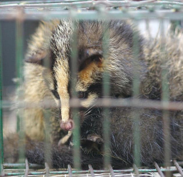 新型ウイルスが出現 中国の野生動物取引に禁止の声 ナショジオ Nikkei Style