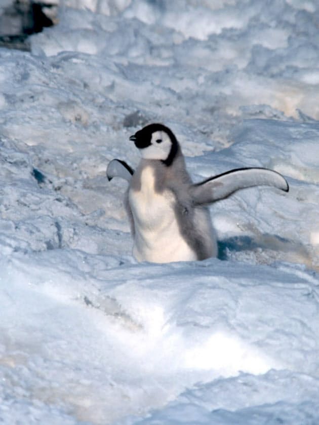 ペンギンがいるのは 南極と北極の動物 なぜ違う Nikkei Style