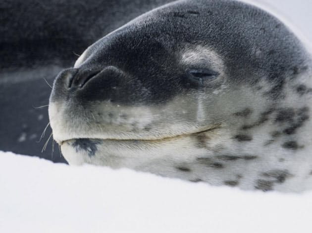 ペンギンがいるのは 南極と北極の動物 なぜ違う Nikkei Style ペンギンがいるのは 南極と北極の動物 なぜ違う Nikkei Style