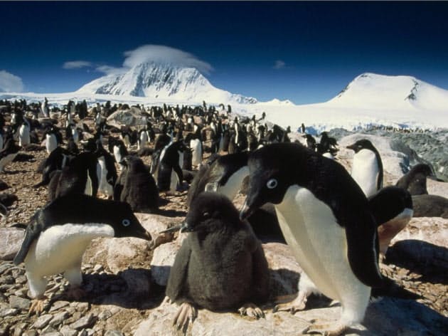 ペンギンがいるのは 南極と北極の動物 なぜ違う Nikkei Style