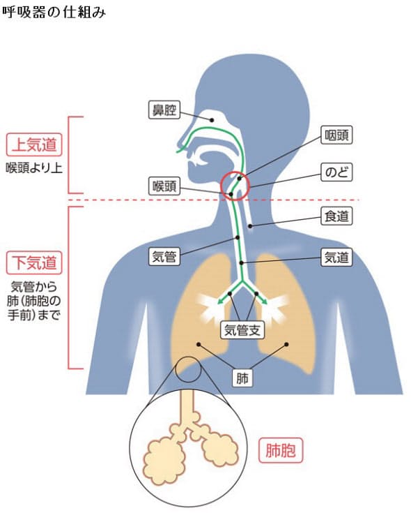 新型コロナによる肺炎 通常の肺炎と何が違うのか ヘルスｕｐ Nikkei Style
