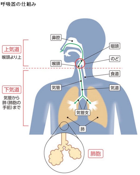 コロナ 喉 違和感