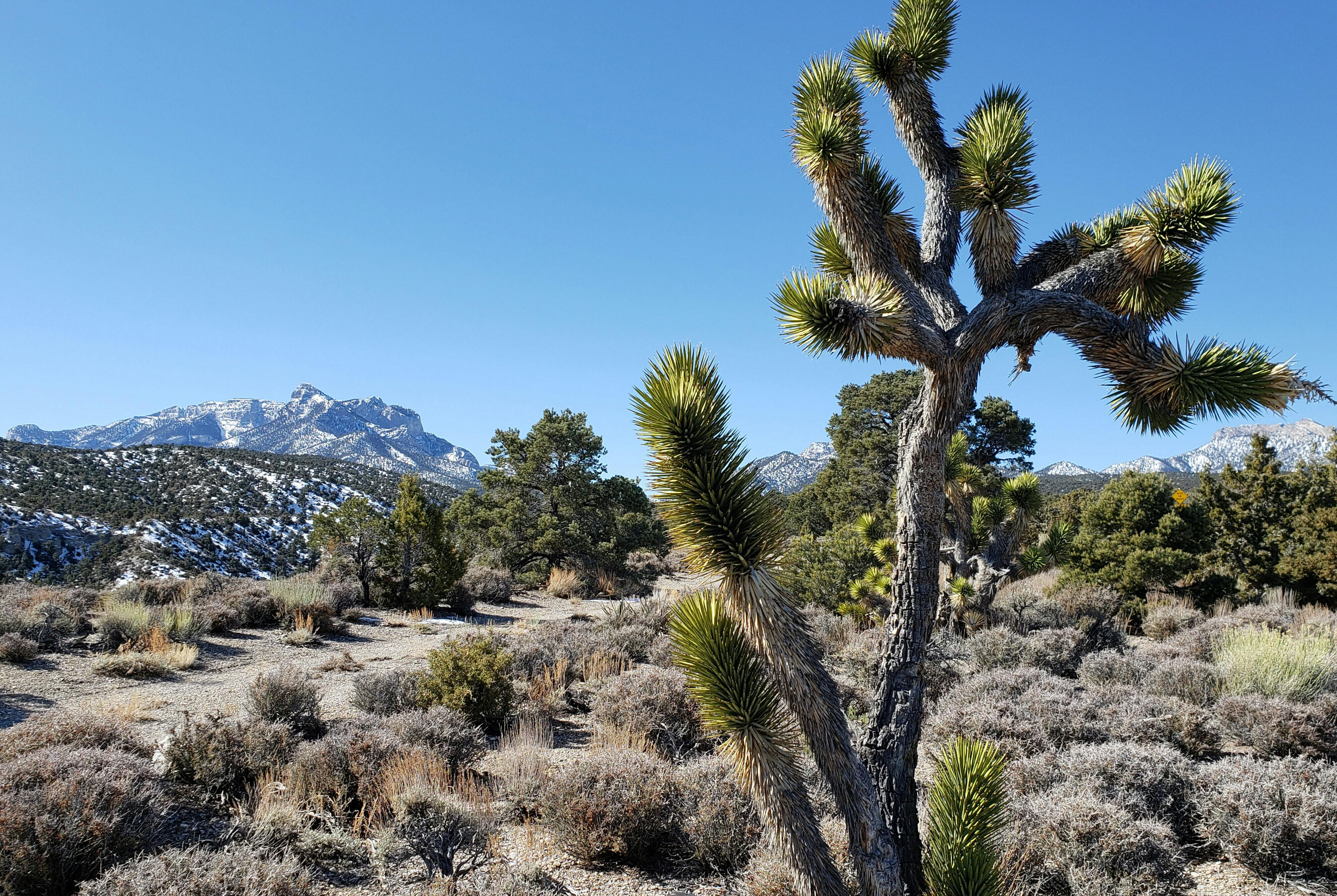 銀世界を抜けた先には 荒涼とした大地 米ネバダ州 トラベル Nikkei Style