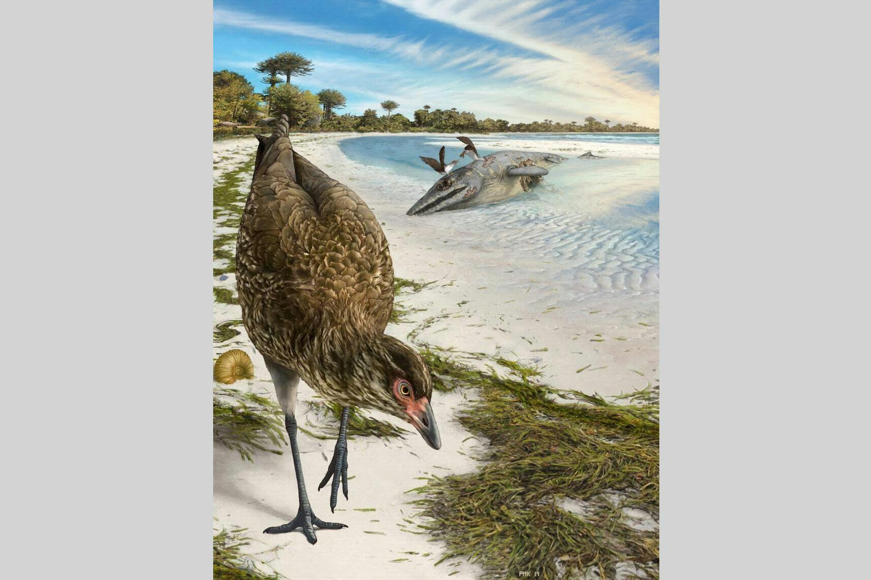 最古の 現生鳥類 発見 恐竜の絶滅前 起源にも波紋 Nikkei Style