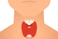 甲状腺は、のど仏の下あたりに、気管の前面を包むようについている。女性は首の真ん中あたり、男性は首の根元に近い場所に位置する。(C)naumas-123RF 甲状腺は、のど仏の下あたりに、気管の前面を包むようについている。女性は首の真ん中あたり、男性は首の根元に近い場所に位置する。(C)naumas-123RF