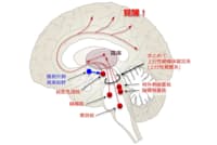 赤で示した「上行性網様体賦活系(上行性覚醒系)」は複数の覚醒系神経核からの神経投射の集合体であり、その多くは視床を経由する。青で示した「腹側外側視索前野」は睡眠系神経核である(画像提供 三島和夫) 赤で示した「上行性網様体賦活系(上行性覚醒系)」は複数の覚醒系神経核からの神経投射の集合体であり、その多くは視床を経由する。青で示した「腹側外側視索前野」は睡眠系神経核である(画像提供 三島和夫)