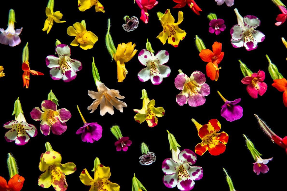 花びらの模様の謎 解明あと押し 天才数学者の着想 Nikkei Style 花びらの模様の謎 解明あと押し 天才数学者の着想 Nikkei Style
