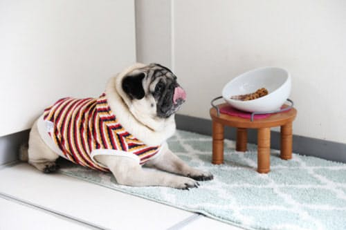 42歳で乳がん発症 10年先の未来目指して迎えた愛犬 女性 Nikkei Style