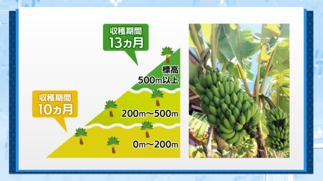 果物人気no 1 バナナの値段を決めるあの数字 Nikkei Style