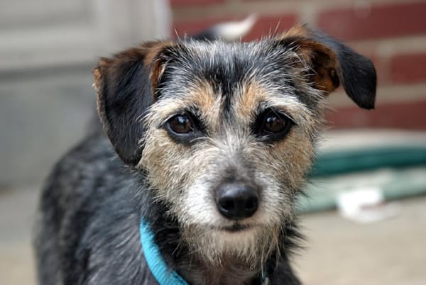 イヌは生物としての特徴が人間に似ている。がんをはじめ、人間と同じような病気にかかる(PHOTOGRAPH BY ROBIN SIEGEL, NAT GEO IMAGE COLLECTION) イヌは生物としての特徴が人間に似ている。がんをはじめ、人間と同じような病気にかかる(PHOTOGRAPH BY ROBIN SIEGEL, NAT GEO IMAGE COLLECTION)