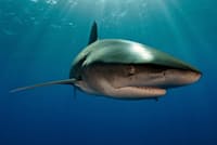 カリブ海のバハマ諸島沖を泳ぐ「ヨゴレ」。ヨゴレは通常、海面近くで捕食するため、今回の発見はいっそう興味深い(PHOTOGRAPH BY BRIAN J. SKERRY, NAT GEO IMAGE COLLECTION) カリブ海のバハマ諸島沖を泳ぐ「ヨゴレ」。ヨゴレは通常、海面近くで捕食するため、今回の発見はいっそう興味深い(PHOTOGRAPH BY BRIAN J. SKERRY, NAT GEO IMAGE COLLECTION)