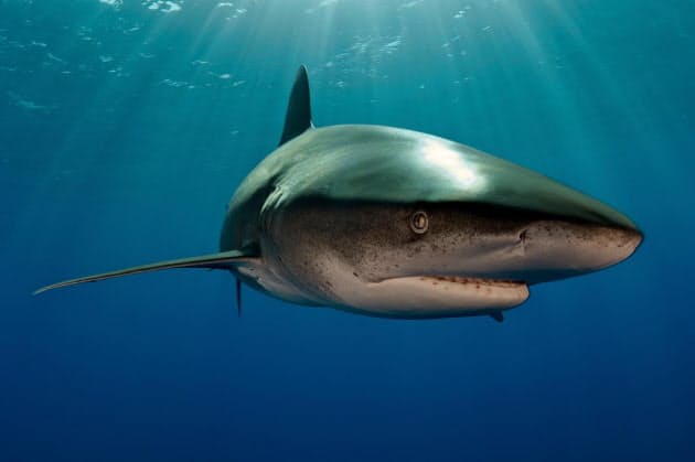 ハワイ深海でサメと巨大イカ激闘 初めて証拠見つかる Nikkei Style