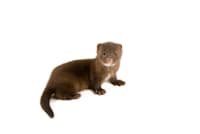 オランダでは2020年4月以降、毛皮用のミンクを飼育する17の農場で、ミンクが新型コロナウイルスに感染した例が確認され、50万匹以上が殺処分されている。オランダで飼育されているのが写真のアメリカミンクだ(PHOTOGRAPH BY JOEL SARTORE, NATIONAL GEOGRAPHIC PHOTO ARK) オランダでは2020年4月以降、毛皮用のミンクを飼育する17の農場で、ミンクが新型コロナウイルスに感染した例が確認され、50万匹以上が殺処分されている。オランダで飼育されているのが写真のアメリカミンクだ(PHOTOGRAPH BY JOEL SARTORE, NATIONAL GEOGRAPHIC PHOTO ARK)