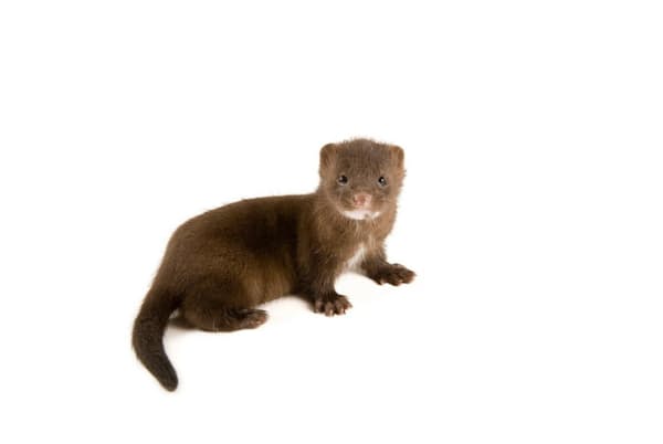 オランダでは2020年4月以降、毛皮用のミンクを飼育する17の農場で、ミンクが新型コロナウイルスに感染した例が確認され、50万匹以上が殺処分されている。オランダで飼育されているのが写真のアメリカミンクだ(PHOTOGRAPH BY JOEL SARTORE, NATIONAL GEOGRAPHIC PHOTO ARK) オランダでは2020年4月以降、毛皮用のミンクを飼育する17の農場で、ミンクが新型コロナウイルスに感染した例が確認され、50万匹以上が殺処分されている。オランダで飼育されているのが写真のアメリカミンクだ(PHOTOGRAPH BY JOEL SARTORE, NATIONAL GEOGRAPHIC PHOTO ARK)