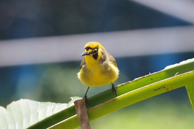 飛べるのになぜ離れない 鳥類学者 島で知った面白さ U22 Nikkei Style