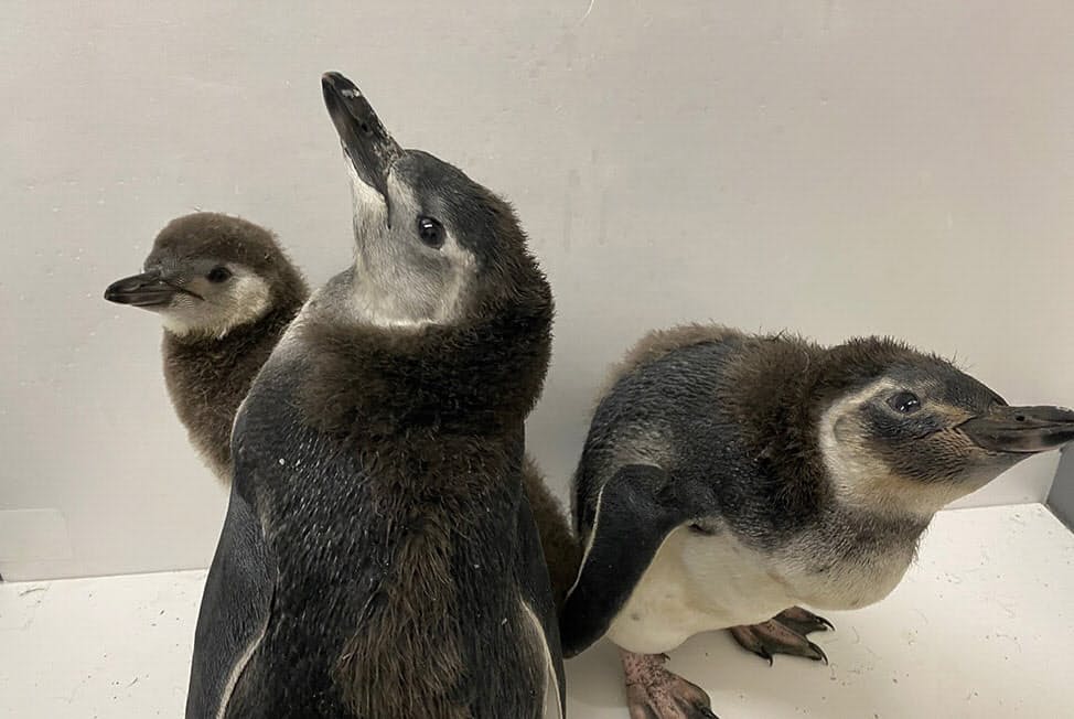 社会的距離はペンギン何羽 すみだ水族館が展示解説 Mono Trendy Nikkei Style