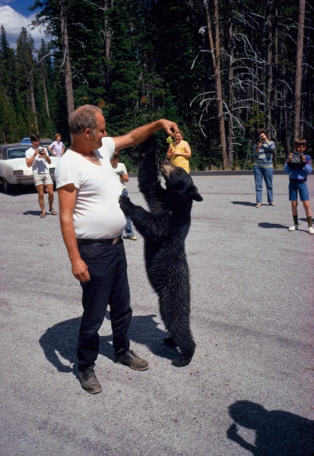クマと人間の不幸な 接触 事故なぜなくならない Nikkei Style クマと人間の不幸な 接触 事故なぜなくならない Nikkei Style