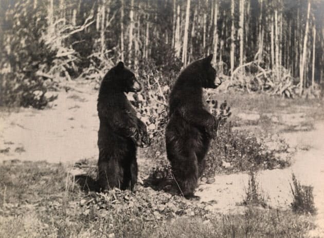 不幸な事故がなくならない理由 クマと人間の不幸な 接触 事故なぜなくならない Nikkei Style 不幸な事故がなくならない理由 クマと人間の不幸な 接触 事故なぜなくならない Nikkei Style