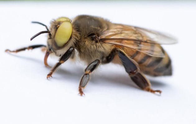 雌雄モザイク黄色い目のミツバチ 専門家も驚きの理由 Nikkei Style