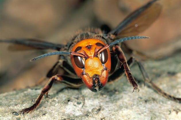 米 殺人スズメバチ 騒動が示す 危うい異常な虫嫌い Nikkei Style