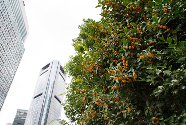 街角に金木犀(きんもくせい)の香りが漂う季節になった(写真はイメージ=PIXTA) 街角に金木犀(きんもくせい)の香りが漂う季節になった(写真はイメージ=PIXTA)