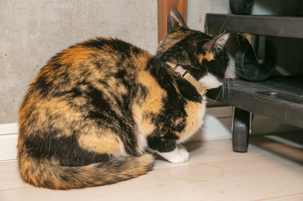 猫の運動量もチェックできる トイレ掃除に餌やり自動で 猫と暮らす便利グッズ Nikkei Style