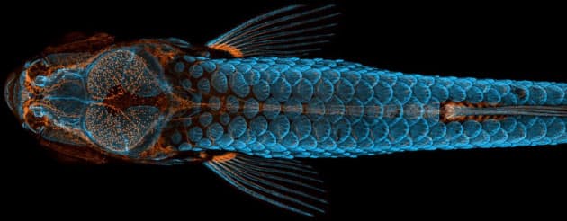 生物の精密さ 不思議さに絶句 幻想的なミクロの世界 Nikkei Style 生物の精密さ 不思議さに絶句 幻想的なミクロの世界 Nikkei Style