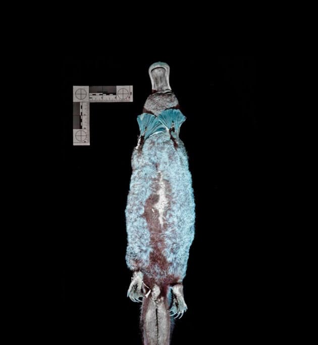 発光する毛皮をまとうカモノハシ なぜ紫外線で青緑に Nikkei Style 発光する毛皮をまとうカモノハシ なぜ紫外線で青緑に Nikkei Style