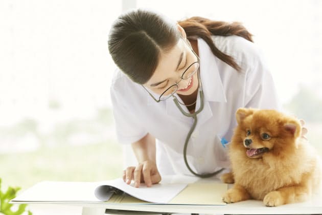 ペット保険は何歳まで加入できる 医療費7割補償も Nikkei Style