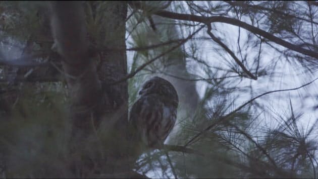 フクロウのロッキーに全米が恋した Nyのツリーにフクロウがなぜ 珍事件の一部始終 Nikkei Style