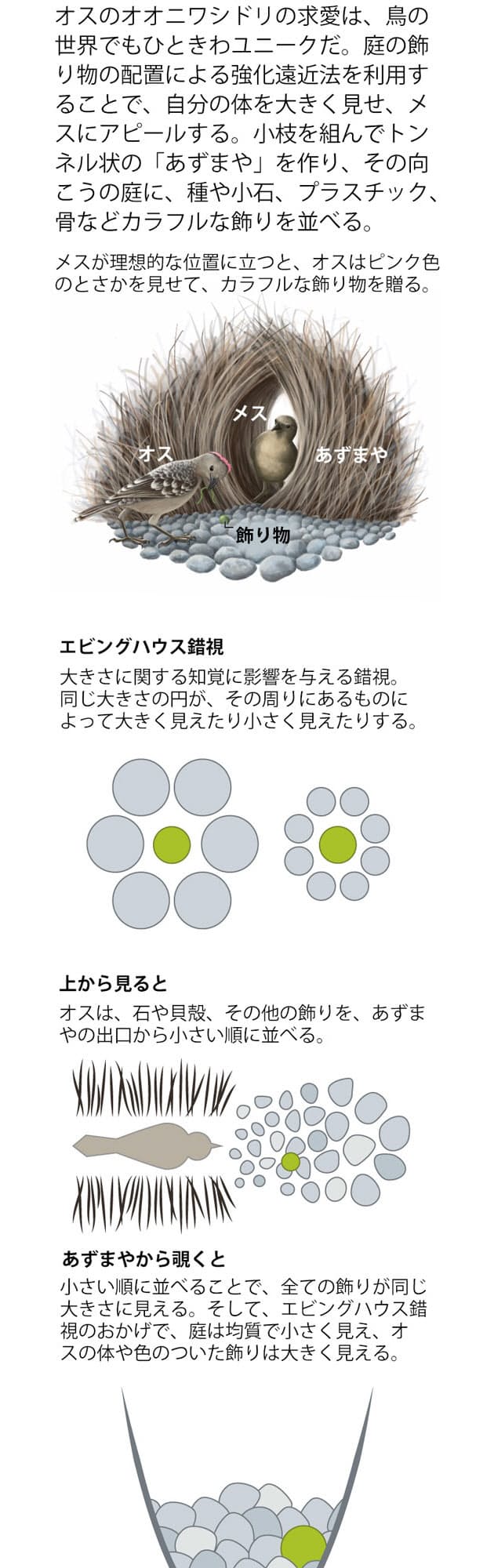 タコ 求愛 行動 タコ タコ 求愛 行動 タコ