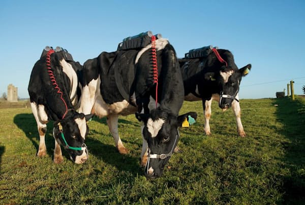 アイルランド、コーク州ファーモイで、草を食べるウシが出すメタンを測定しているところ(PHOTOGRAPH BY MARK THIESSEN, NAT GEO IMAGE COLLECTION) アイルランド、コーク州ファーモイで、草を食べるウシが出すメタンを測定しているところ(PHOTOGRAPH BY MARK THIESSEN, NAT GEO IMAGE COLLECTION)