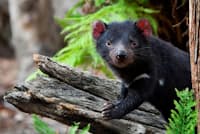 捕獲されたタスマニアデビル。丸太の上でポーズをとっている。2008年にタスマニアのサムシング野生動物保護区で撮影。この保護区にいるタスマニアデビルの多くは、顔のがんに感染した親から隔離された(PHOTOGRAPH BY DAVE WALSH, ALAMY) 捕獲されたタスマニアデビル。丸太の上でポーズをとっている。2008年にタスマニアのサムシング野生動物保護区で撮影。この保護区にいるタスマニアデビルの多くは、顔のがんに感染した親から隔離された(PHOTOGRAPH BY DAVE WALSH, ALAMY)